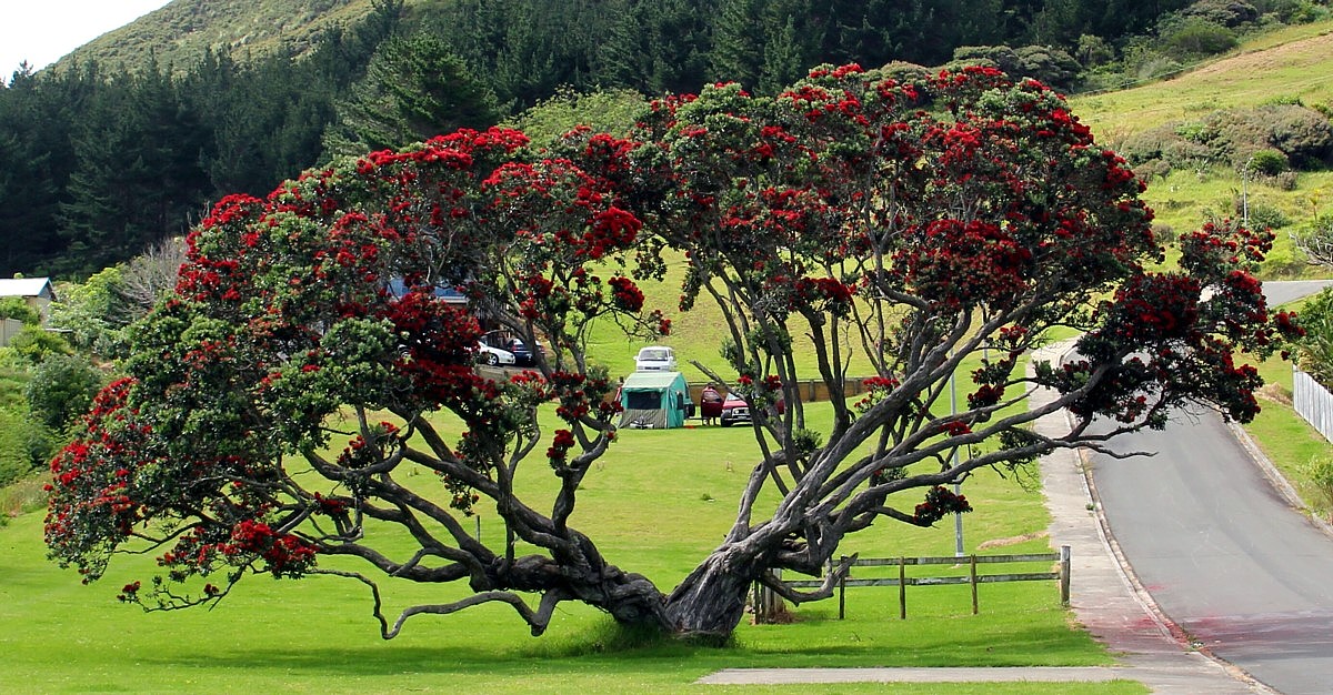 pohutukawa ahipara pohutukawa ahipara